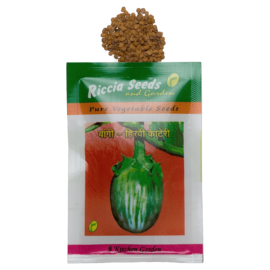 Green Brinjal (Eggplant/Vangi) – Hirvi Kateri Seeds